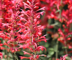 agastache red agastache red
