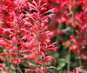 agastache red
