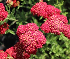 red yarrow red yarrow