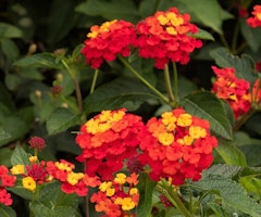 fiesta picante lantana
