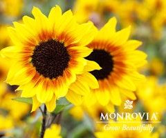 sunbelievable helianthus monrovia
