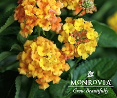 lantana fiesta paloma mango monrovia