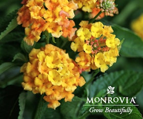 lantana fiesta paloma mango monrovia