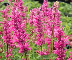 agastache summerlong lilac agastache summerlong lilac