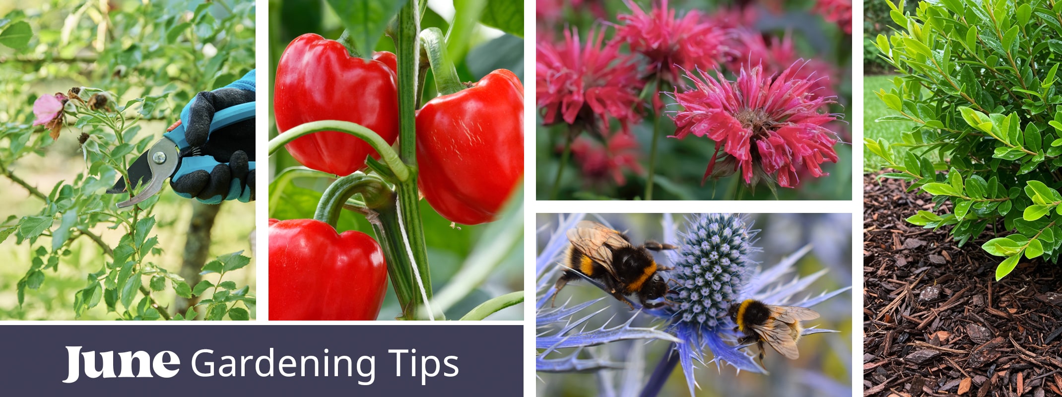 june gardening tips: pruning roses, growing peppers, pollinator plants and applying mulch