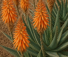 aloe safari orange perennial