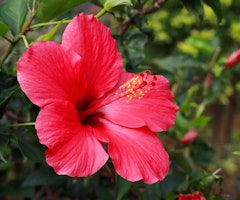 hibiscus brilliant hibiscus brilliant