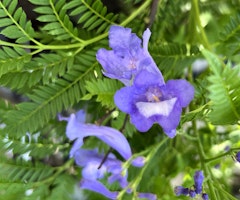 jacaranda bonsai blue specimen tree jacaranda bonsai blue specimen tree