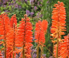 kniphofia poco orange hot poker perennial