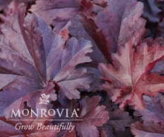 heuchera balboa sunset monrovia grow beautifully image © Monrovia by DoreenWynja.com photography