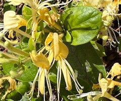 honeysuckle halls japanese vine