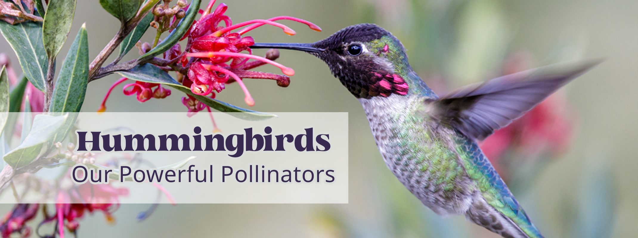 hummingbird pollinators banner hummingbirds our powerful pollinators, hummingbird feeding from honeysuckle