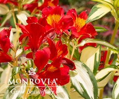 alstremeria rock and roll peruvian lily monrovia grow beautifully credit to ©Monrovia DoreenWynja.com photography