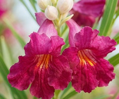 chilopsis sweet bubba desert willow tree