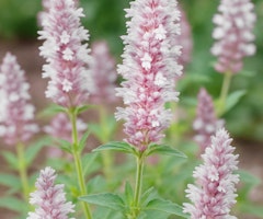 agastache pink pearl agastache pink pearl