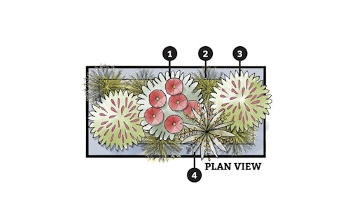 monrovia's hummingbird landscape design container garden monrovia's hummingbird landscape design container garden