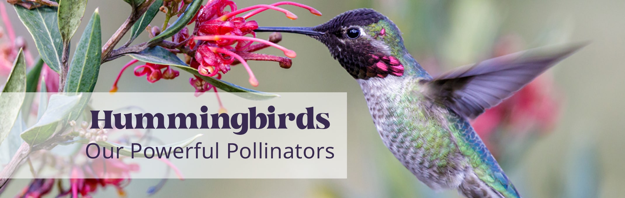 Hummingbirds our powerful pollinators