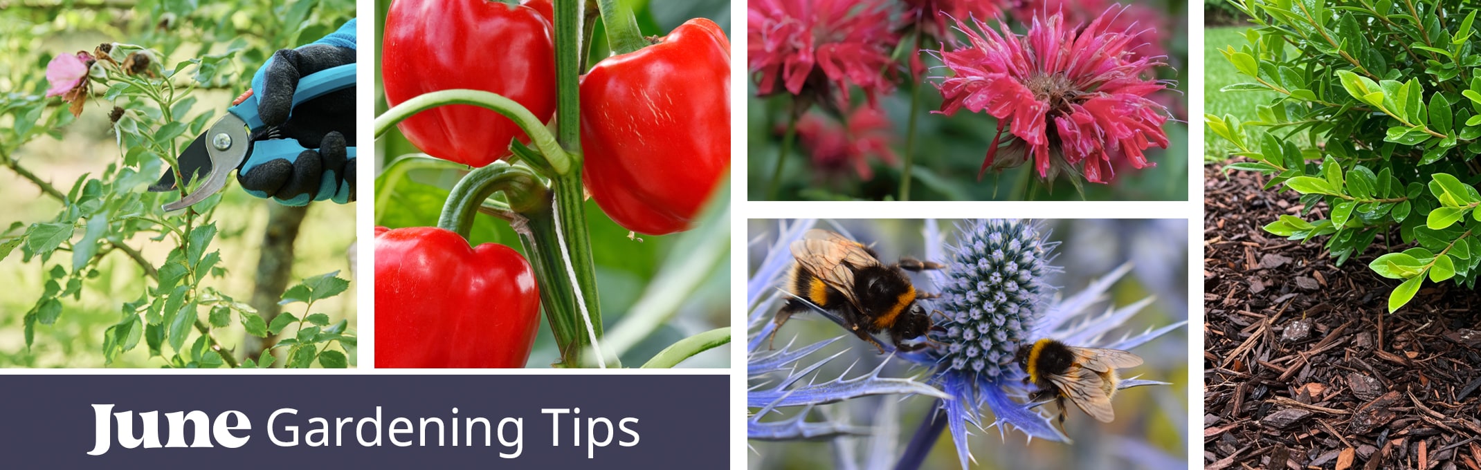 june gardening tips pruning, growing warm season veggies, pollinator plants and mulch