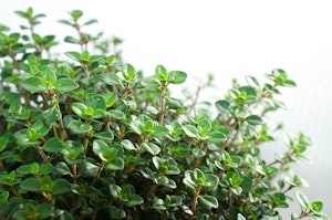 Thyme Plant