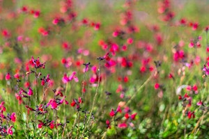 pink emu bush