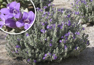 blue bells emu bush