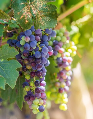 Grapes