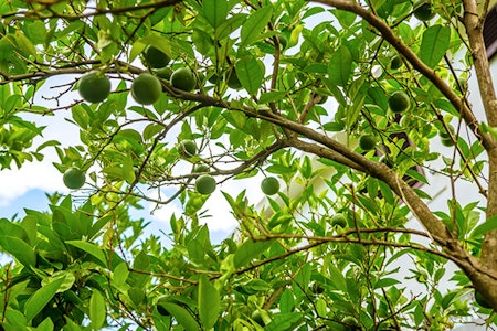 big lime tree summerwinds arizona