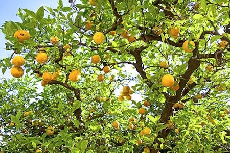 huge lemon tree with big ripe lemons blue sky summerwinds arizona