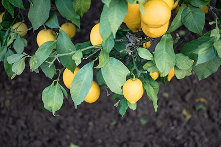 lemon tree leaves and ripe lemons up close summerwinds arizona