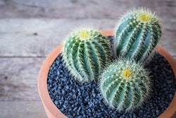 Lighting for Cacti