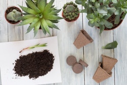 Cactus Soil