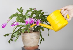 Watering Cacti