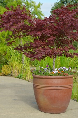 Container Gardening with Trees