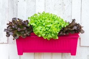 Container Gardening with Lettuce in a Window Box