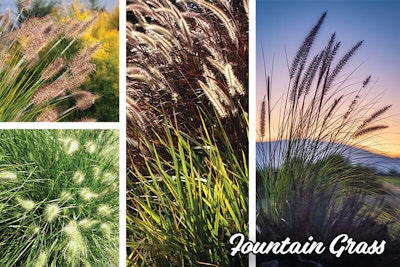 Fountain Grass