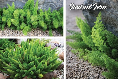 Foxtail Ferns