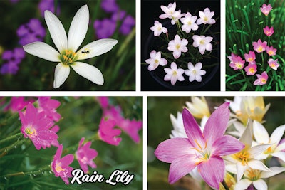 Rain Lily