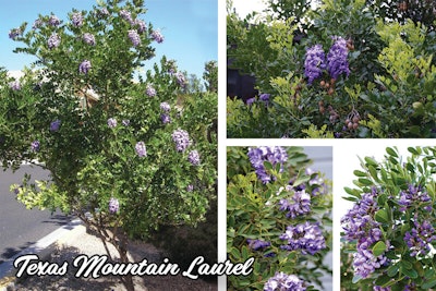 Texas Mountain Laurel