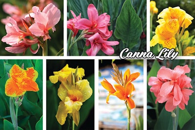 Canna Lily