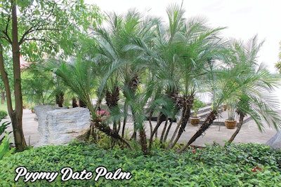 Pygmy Date Palm