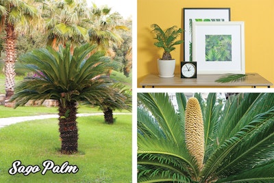 Sago Palm