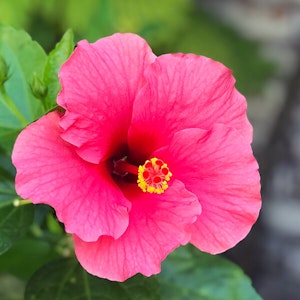 Hibiscus