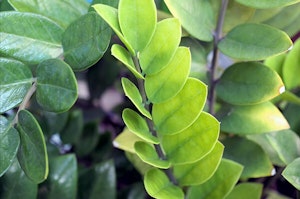 ZZ Plant