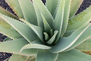Aloe