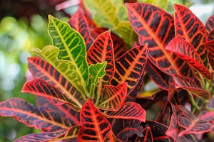 Croton