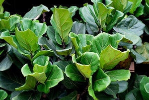 Fiddle Leaf Fig