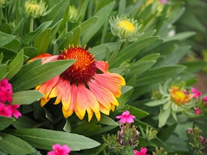 AZ Sun Blanket Flowers