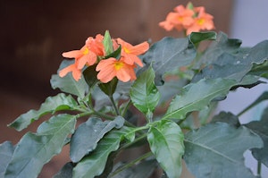 Crossandra
