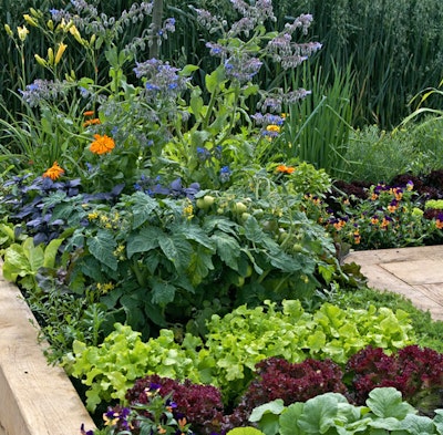 Companion Planting for protection and support