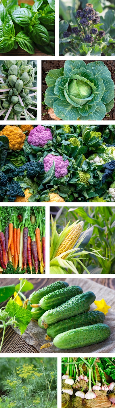 Companion Planting Collage